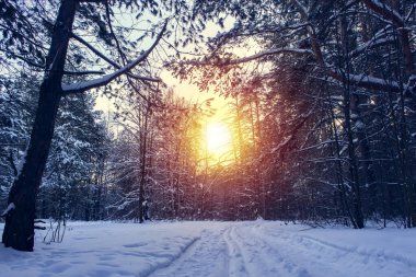 Kış ormanı ve parlak güneş ışınlarıyla manzara. Gün doğumu, gün batımı Güzel karlı ormanda.