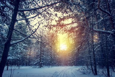 Kış ormanı ve parlak güneş ışınlarıyla manzara. Gün doğumu, gün batımı Güzel karlı ormanda.