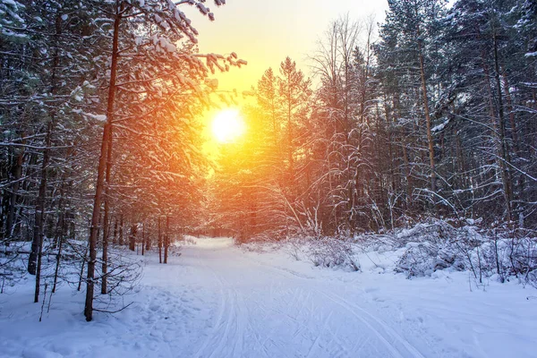 Paisaje con bosque de invierno y rayos de sol brillantes. Salida del sol, puesta del sol en un hermoso bosque nevado. — Foto de Stock