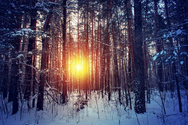 Landscape with winter forest and bright sunbeams. Sunrise, sunset in beautiful snowy forest