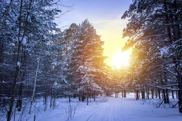 겨울 숲과 밝은 햇살이 있는 풍경. 아름다운 눈덮인 숲에서 일몰 광경. — 스톡 사진