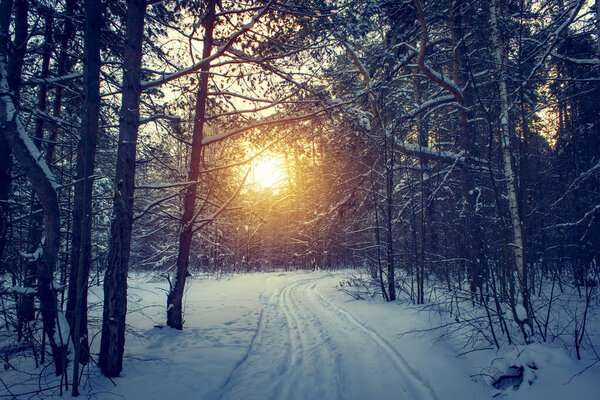 Landscape with winter forest and bright sunbeams. Sunrise, sunset in beautiful snowy forest