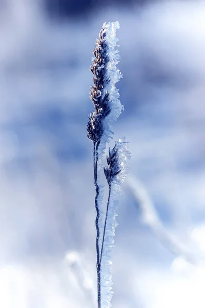 Téli tájképi fű fagyban egy havas területen, Napkelte. — Stock Fotó