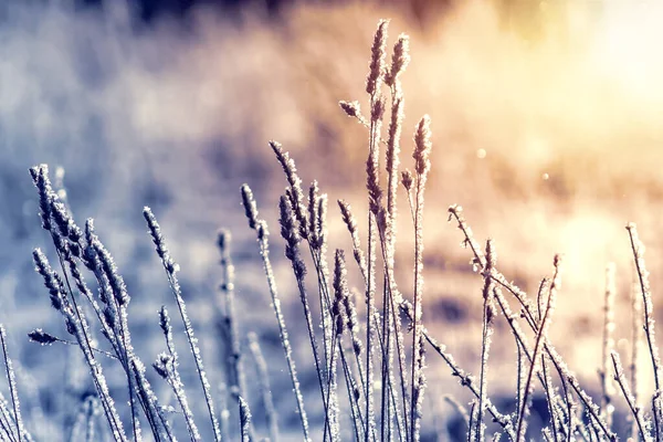 Hierba paisaje de invierno en las heladas en un campo cubierto de nieve al amanecer . —  Fotos de Stock