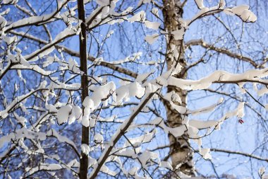 Mavi gökyüzünün arka planında kardaki ağaçlar. Ağaç dallarında uzanan güzel kar taneleri. Kış arkaplanı.
