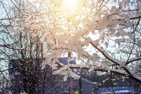 Bäume im Schnee vor dem Hintergrund des blauen Himmels. die schönen Schneeflocken, die auf den Ästen liegen. Winterlicher Hintergrund. — Stockfoto