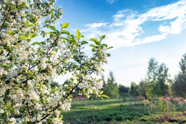 Baharda güneşli bir günde elma ağacı çiçekleri. Bahar manzarası.