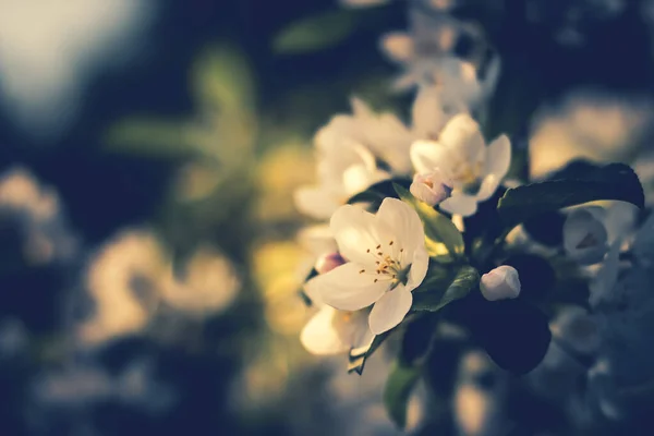 Äppelträd blommar på våren en solig dag. Vårlandskap. — Stockfoto