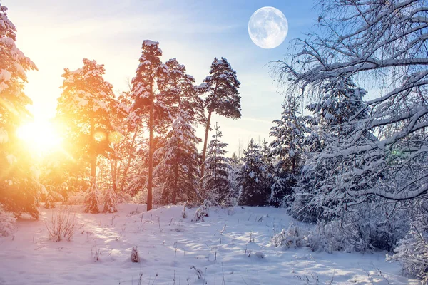 Hermoso paisaje de invierno con árboles cubiertos de nieve en un día soleado. Paisaje ruso . — Foto de Stock