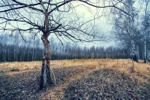 Старое одинокое сухое дерево без листьев в поле с сухой серой травой . — стоковое фото