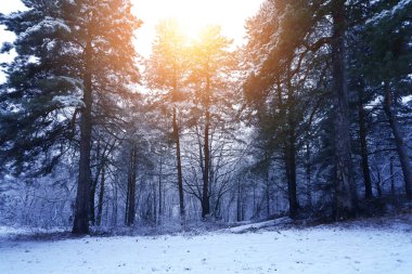 Güneşli bir günde karla kaplı ağaçlarla güzel bir kış manzarası.
