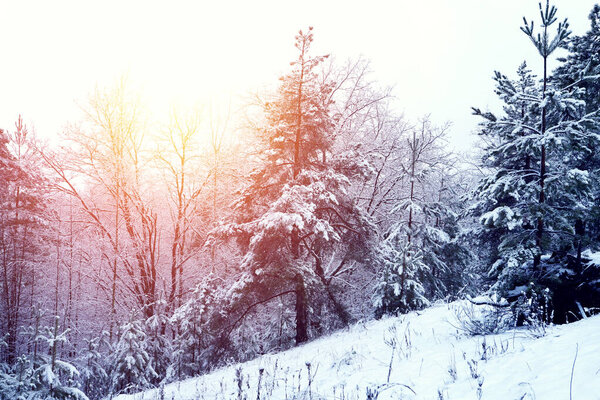 Красивый зимний пейзаж с заснеженными деревьями в солнечный день.