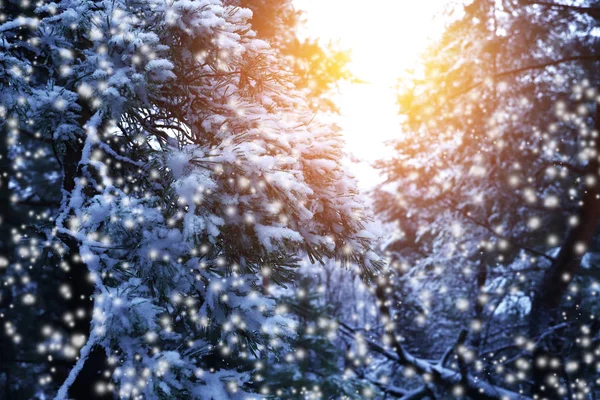 Hermoso paisaje de invierno con árboles cubiertos de nieve en un día soleado. — Foto de Stock