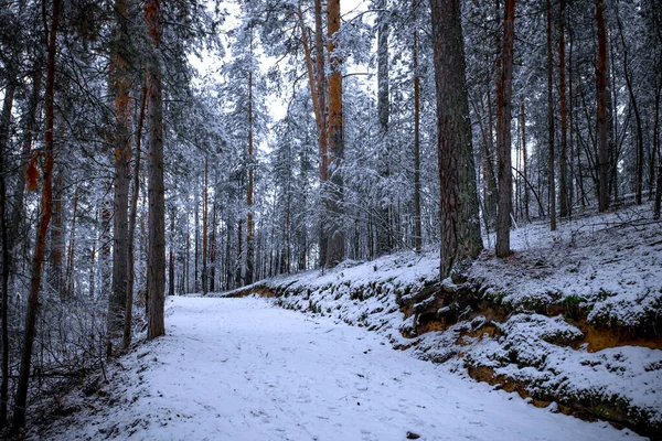 Красивый зимний пейзаж с заснеженными соснами  . — стоковое фото