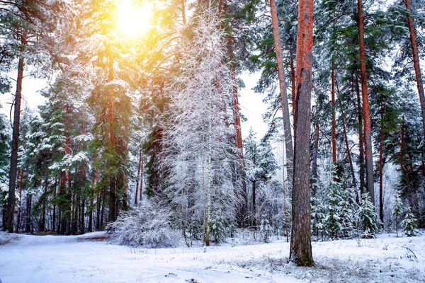 Hermoso paisaje de invierno con árboles cubiertos de nieve en un día soleado. Paisaje ruso . — Foto de Stock