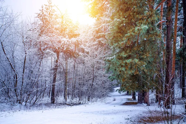 Hermoso paisaje de invierno con árboles cubiertos de nieve en un día soleado. Paisaje ruso . — Foto de Stock