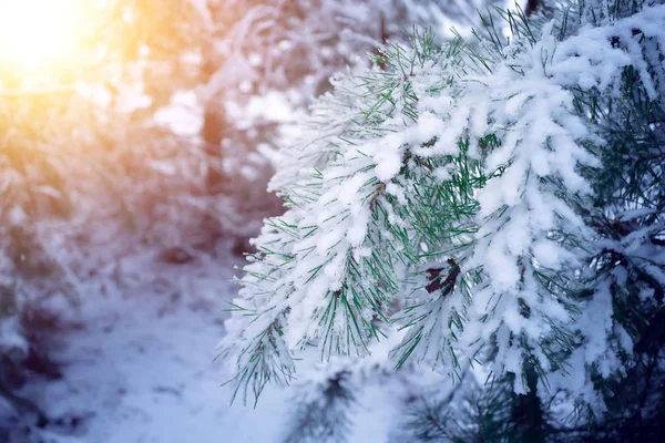 Krásná zimní krajina se zasněženými stromy za slunečného dne. Ruská krajina. — Stock fotografie