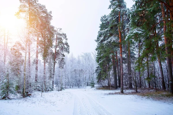 Hermoso paisaje de invierno con árboles cubiertos de nieve en un día soleado. Paisaje ruso . — Foto de Stock