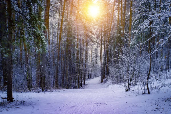 Hermoso paisaje de invierno con árboles cubiertos de nieve en un día soleado. Paisaje ruso . — Foto de Stock