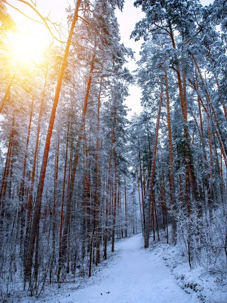 Hermoso paisaje de invierno con árboles cubiertos de nieve en un día soleado. Paisaje ruso . — Foto de Stock