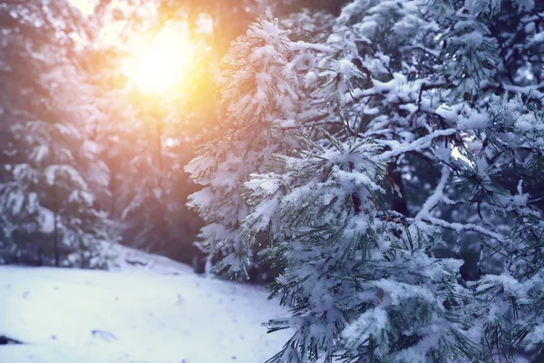 Vackert vinterlandskap med snötäckta träd på solig dag. Ryskt landskap. — Stockfoto