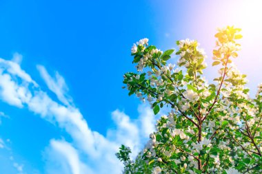 Baharda güneşli bir günde elma ağacı çiçekleri. Bahar manzarası.