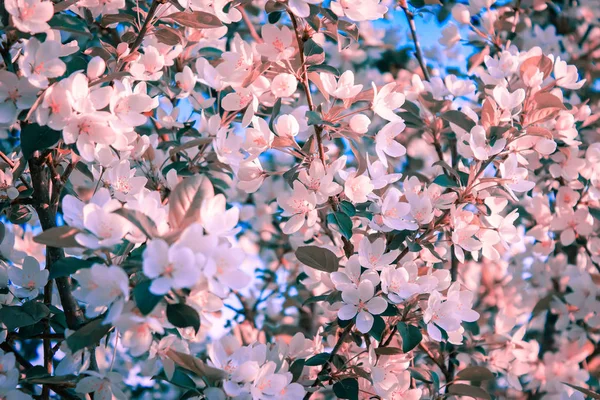 Apple tree flowers in spring on a sunny day. Spring abstract background. — Stockfoto