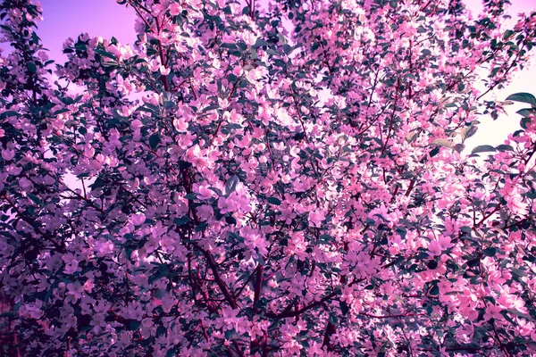 Квіти яблуні навесні на сонячний день. Весняний абстрактний фон . — стокове фото