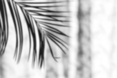 Beyaz bir duvara palmiye yaprakları gölge.