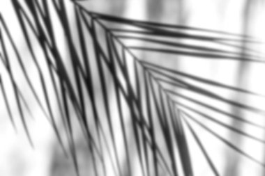 Beyaz bir duvara palmiye yaprakları gölge.