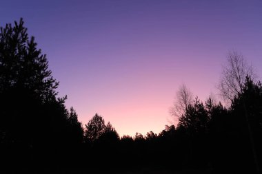 Rusya 'da gün doğumunda kırmızı gökyüzü ve çam ağacı silueti.