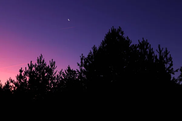 Cielos rojos y silueta de pino al amanecer en Rusia . — Foto de Stock