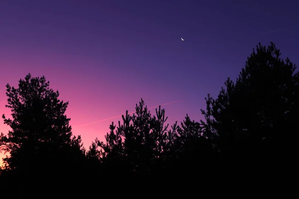 Roter Himmel und Kiefernsilhouette bei Sonnenaufgang in Russland. — Stockfoto