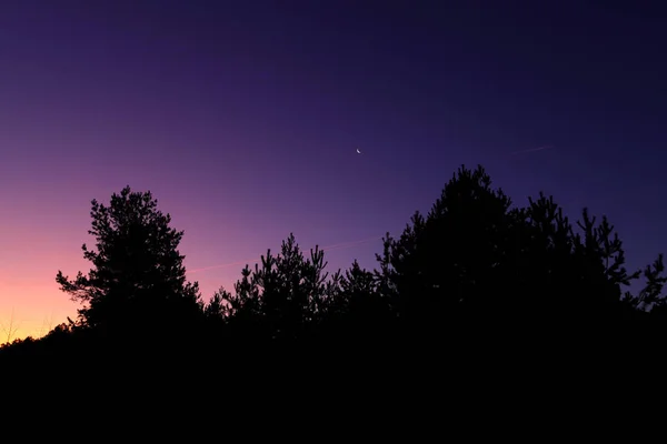 Red skies and silhouette of pine on sunrise in Russia. — Stock Photo, Image