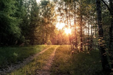 Gün doğumunda bir yaz ormanında huş ağaçları.