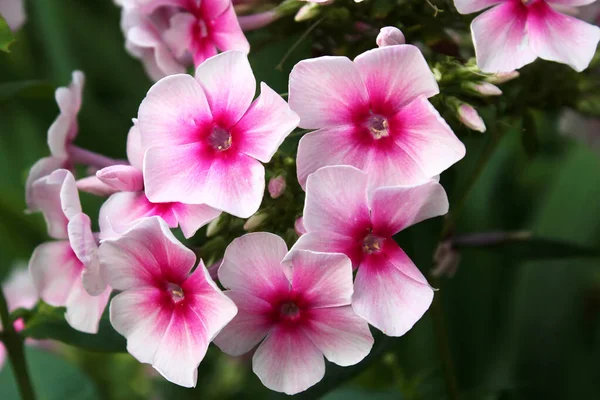 Roze Phlox bloemen in de tuin. Zomertijd en voorjaarsachtergrond. — Stockfoto