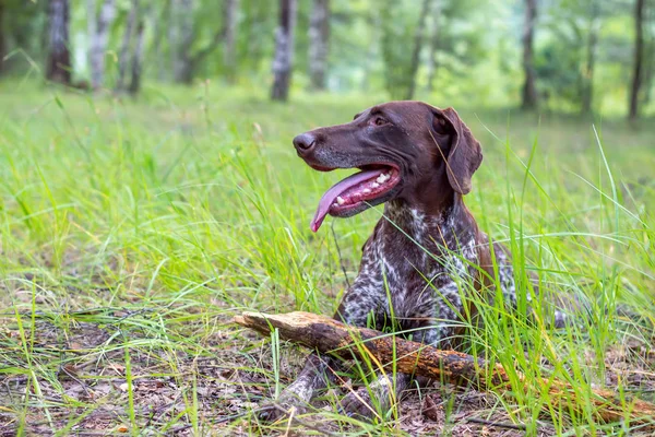 Kurzhaar cão de caça na floresta brinca com um pau . — Fotografia de Stock