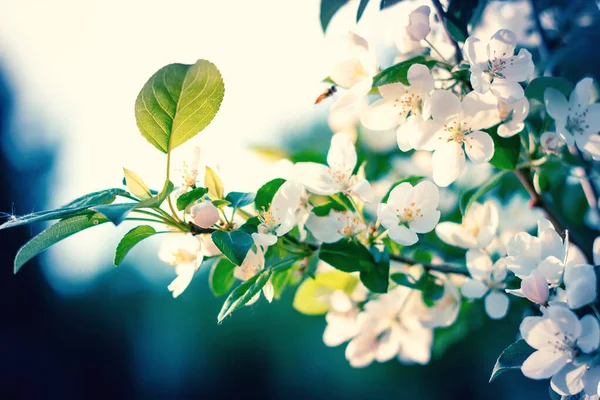 Äppelträd blommar på våren på en soluppgång. Vårlandskap. — Stockfoto