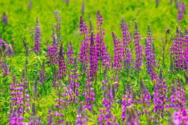 Lupinus tarlasında güneşli bir günde pembe mor ve mavi çiçekler. Lupin tarlası. Çayırda mor ve pembe lupin. Bahar arkaplanı.