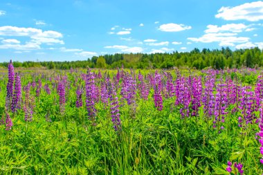 Lupinus tarlasında güneşli bir günde pembe mor ve mavi çiçekler. Lupin tarlası. Çayırda mor ve pembe lupin. Bahar arkaplanı.