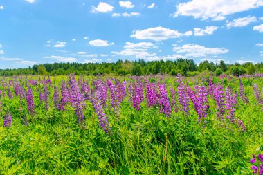 Lupinus tarlasında güneşli bir günde pembe mor ve mavi çiçekler. Lupin tarlası. Çayırda mor ve pembe lupin. Bahar arkaplanı.