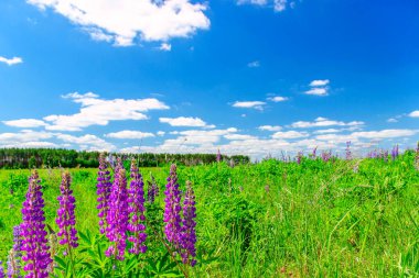 Lupinus tarlasında güneşli bir günde pembe mor ve mavi çiçekler. Lupin tarlası. Çayırda mor ve pembe lupin. Bahar arkaplanı.