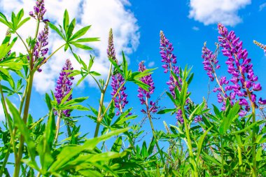 Lupinus tarlasında güneşli bir günde pembe mor ve mavi çiçekler. Lupin tarlası. Çayırda mor ve pembe lupin. Bahar arkaplanı.