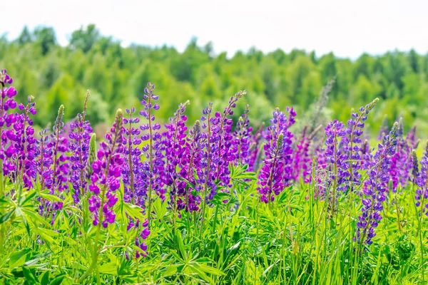 Lupinus tarlasında güneşli bir günde pembe mor ve mavi çiçekler. Lupin tarlası. Çayırda mor ve pembe lupin. Bahar arkaplanı.
