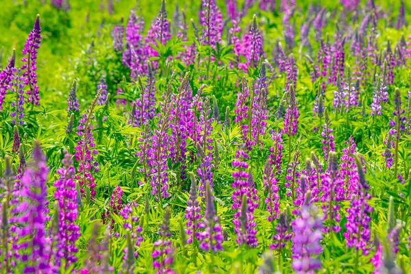 Лупиновое поле с розовыми фиолетовыми и голубыми цветами в солнечный день. Поле люпинов. Вайолет и розовый люпин на лугу. Весенний фон. — стоковое фото