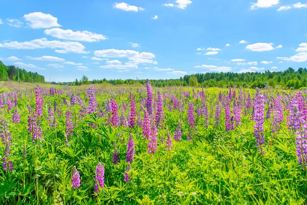 Campo Lupinus com flores roxas e azuis rosa em dia ensolarado. Um campo de tremoços. Lupin violeta e rosa no prado. Fundo da primavera. — Fotografia de Stock