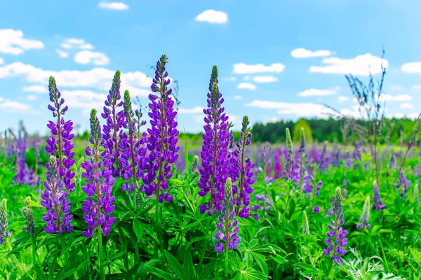 Lupinus pole s růžovými fialovými a modrými květy za slunečného dne. Pole lupinů. Fialová a růžová lupina na louce. Jarní pozadí. — Stock fotografie