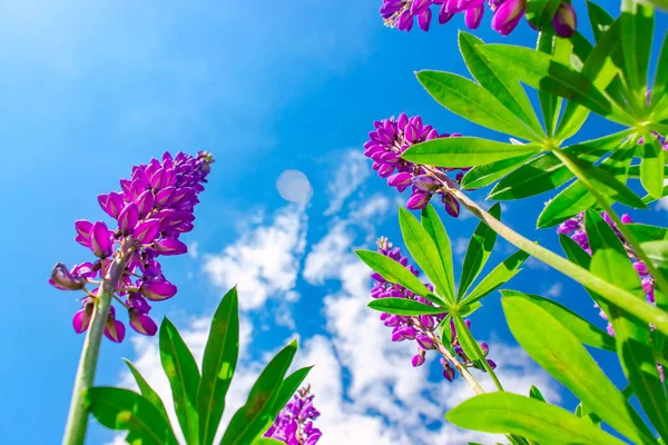 Campo Lupinus com flores roxas e azuis rosa em dia ensolarado. Um campo de tremoços. Lupin violeta e rosa no prado. Fundo da primavera. — Fotografia de Stock