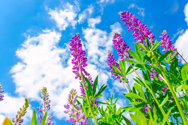 Campo Lupinus com flores roxas e azuis rosa em dia ensolarado. Um campo de tremoços. Lupin violeta e rosa no prado. Fundo da primavera. — Fotografia de Stock