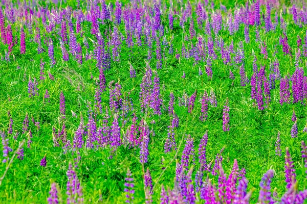 Lupinus field with pink purple and blue flowers in sunny day. A field of lupines. Violet and pink lupin in meadow. Spring background. — Stock Photo, Image